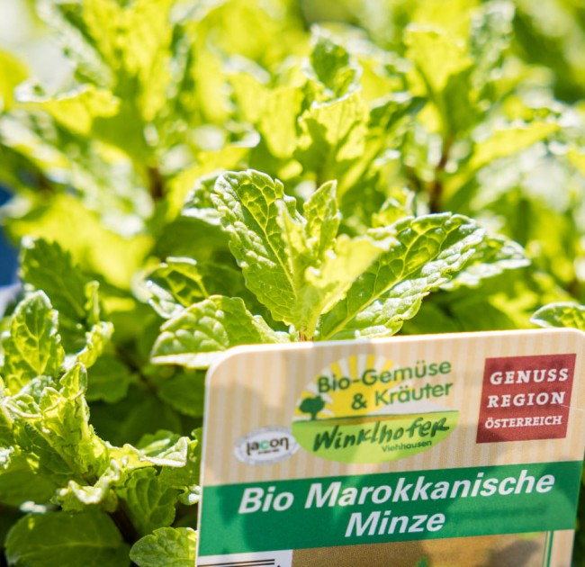 Marokkanische Minze