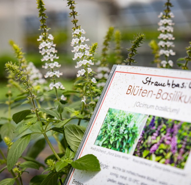 Blüten-Basilikum