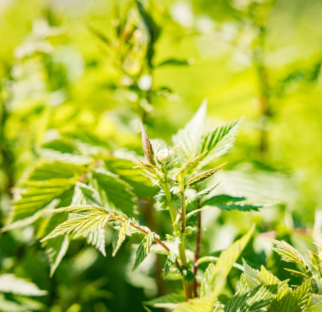 Pflanzen zum Kaufen und daheim Einsetzen im Garten