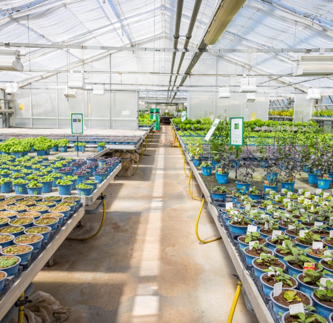 Schlendern Sie selbst durch unsere Gärtnerei und suchen Sie sich Ihre Pflanzen, Kräuter und Gemüsesorten aus.