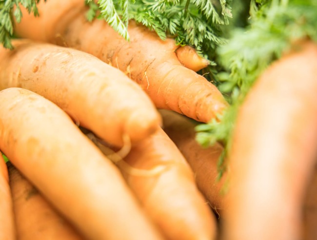 Frische Karotten