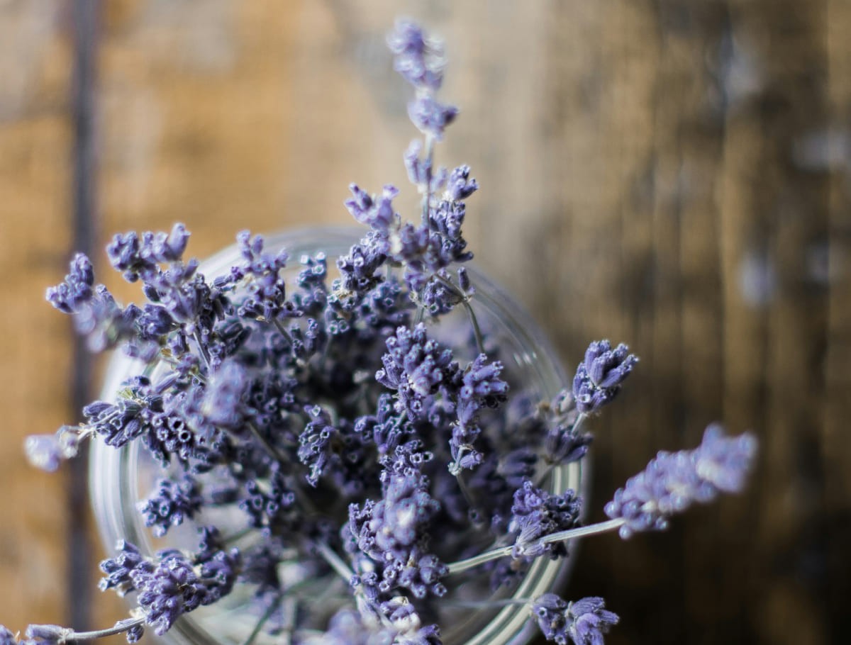 Lavendel © Heather Ford auf unsplash.com