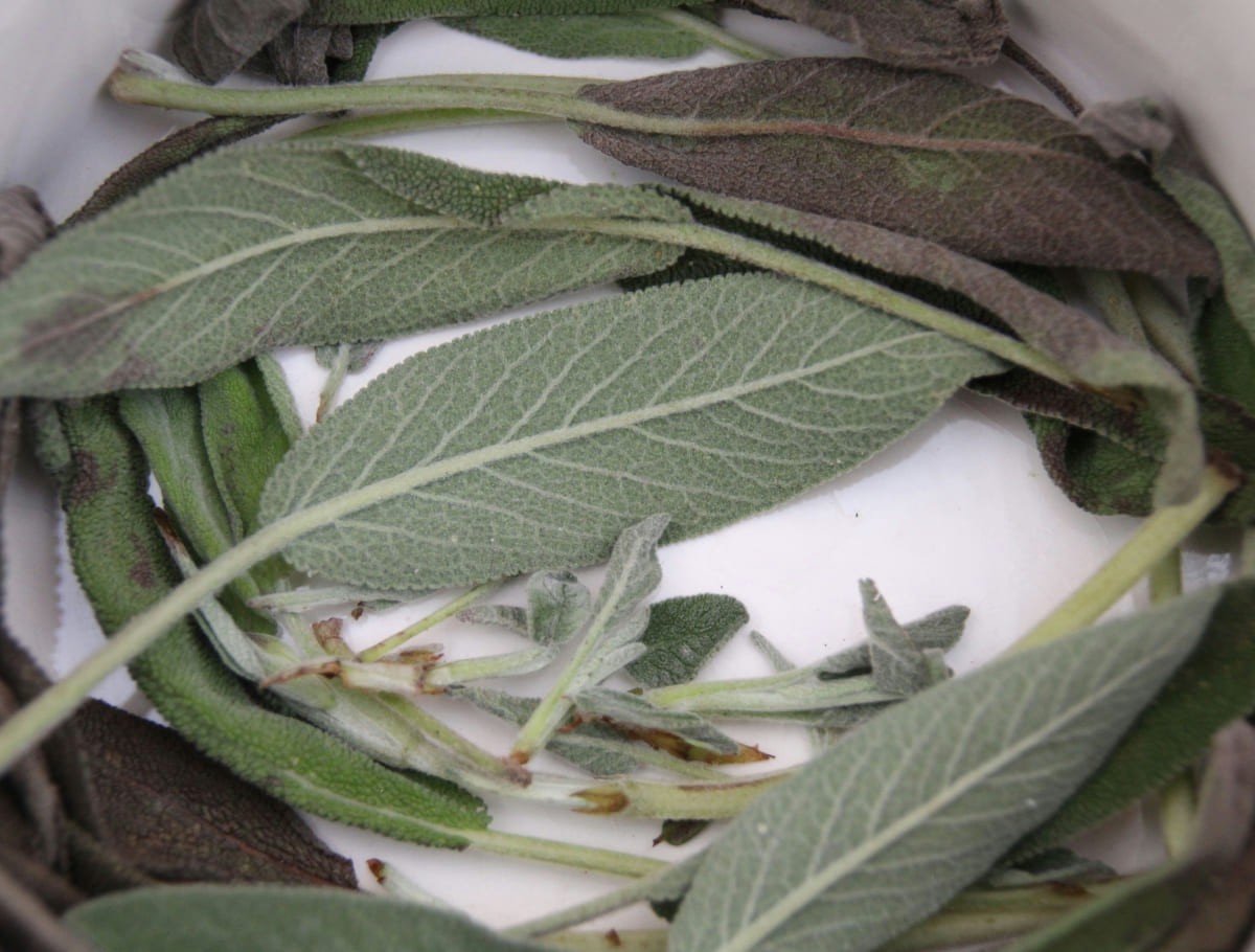 Salbei © m-alazia auf unsplash.com